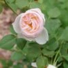 FLAVORETTE PEAR’D® Rose -Raintree Nursery RosaFlavorettePeard 1