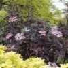 Black Beauty Elderberry -Raintree Nursery Sambucus Nigra Black Beauty 1