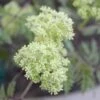 Lemony Lace® Elderberry -Raintree Nursery SambucusLemonyLace3