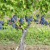Cabernet Sauvignon Grape -Raintree Nursery Shutterstock 112938271