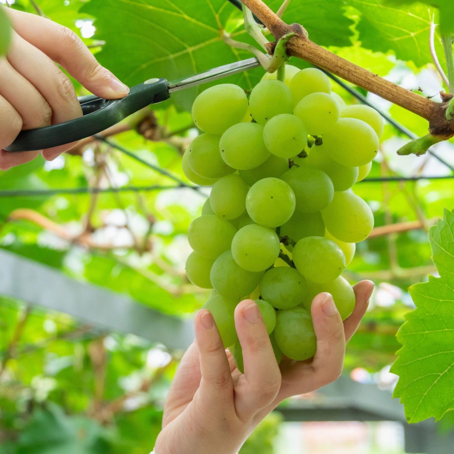 Muscat Of Alexandria Grape 3 Muscat Of Alexandria Grape