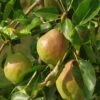 Bartlett European Pear -Raintree Nursery Shutterstock 1475842703