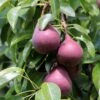 Red Sensation Pear 1 Red Sensation Pear -Raintree Nursery Shutterstock 1567811224