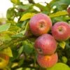 Apple Combo (3 Varieties) -Raintree Nursery Shutterstock 1931241200 a9816af4 87bd 4d49 84f1 1763820f756e