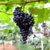 Black Monukka Seedless Grape -Raintree Nursery Shutterstock 539557336