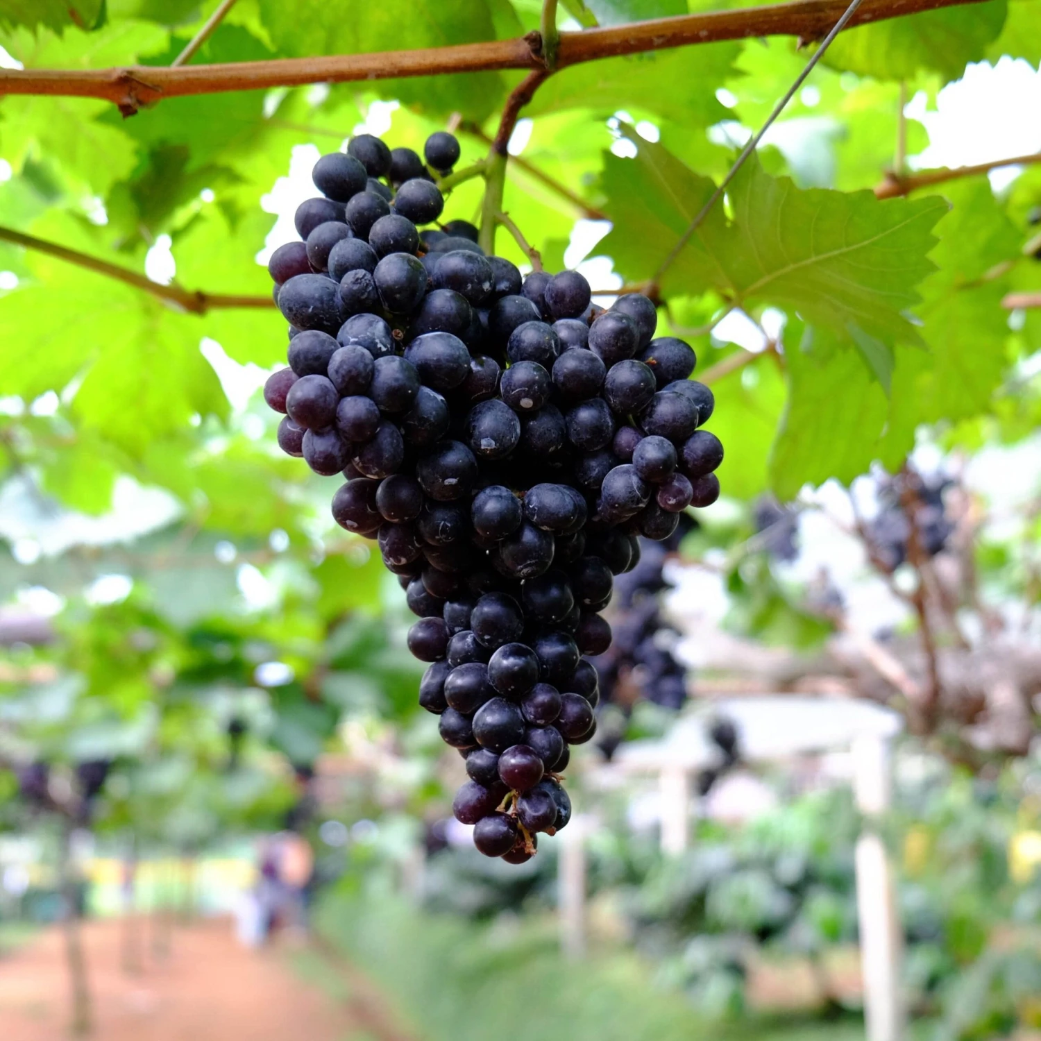 Black Monukka Seedless Grape 3 Black Monukka Seedless Grape