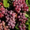 Suffolk Red Seedless Grape -Raintree Nursery SuffolkRedSeedlessGrape