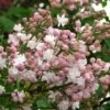 Beauty Of Moscow Lilac -Raintree Nursery SyringaKrasavitsaMoskvy01