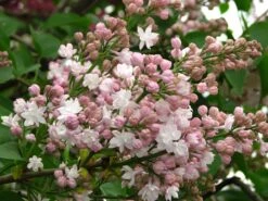 Beauty Of Moscow Lilac