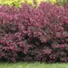 Alpha Wine & Roses®Weigela 2 Alpha Wine & Roses®Weigela -Raintree Nursery WeigelaWineRoses1 1080 1080 60