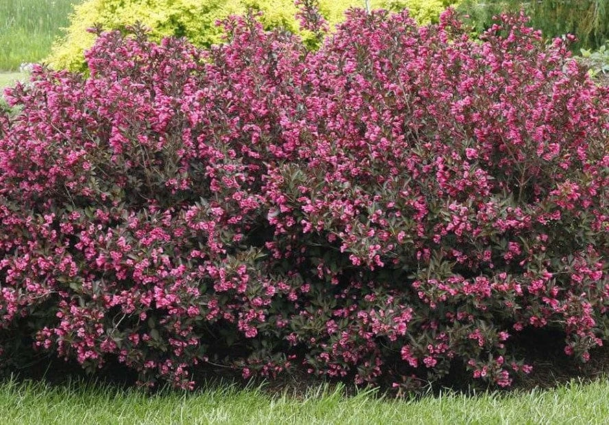 Alpha Wine & Roses®Weigela 3 Alpha Wine & Roses®Weigela