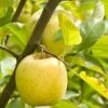 Ananas Reinette Apple -Raintree Nursery a083d 1