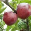 Belmac Apple 1 Belmac Apple -Raintree Nursery a100 belmac 2 1