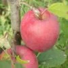 Beni Shogun Apple 2 Beni Shogun Apple -Raintree Nursery a120 beni shogun 1