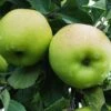Greensleeves Apple -Raintree Nursery a385d greensleeves 1