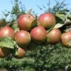Granniwinkle Cider Apple 1 Granniwinkle Cider Apple -Raintree Nursery a387 granniwinkle p 27