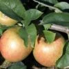 Jonagold Apple Tree -Raintree Nursery a460jonagold apples 1 1