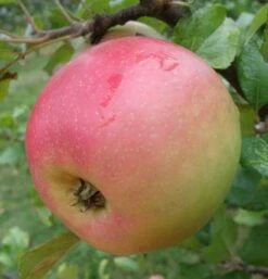 King Edward VII Apple -Raintree Nursery a485 king edward 1