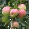 Shay Apple -Raintree Nursery a650