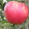 Akane Apple -Raintree Nursery akane 1