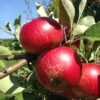Unbeatable Urban Apple Bundle (3 Trees) -Raintree Nursery akane 95979