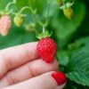 Reine Des Vallees Alpine Strawberry -Raintree Nursery alpinestrawberry 1