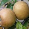 Brown Russet Apple 1 Brown Russet Apple -Raintree Nursery apple a110 brown russet 1 1