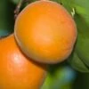 Chinese Sweet Pit Apricot