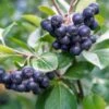 Raintree Select Aronia -Raintree Nursery aroure