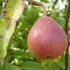Ayer's European Pear -Raintree Nursery ayers pear