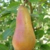 Abbe Fetel European Pear 1 Abbe Fetel European Pear -Raintree Nursery b025 abbe fetel 1