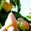 Arganche European Pear -Raintree Nursery b037 araganche 1