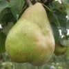 Comice European Pear -Raintree Nursery b080 comice 1 1