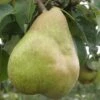 European Winter Pear Bundle No. 1 -Raintree Nursery b080 comice 1 1200x1375 b6523b5f cb29 4568 b323 ba39c75911ff
