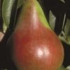 Pound European Pear -Raintree Nursery b187 pound european pear 31 1
