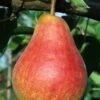 Ubileen European Pear 2 Ubileen European Pear -Raintree Nursery b260 ubileen pear 3 1
