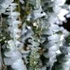 Baby Blue Eucalyptus -Raintree Nursery babybluee