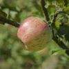 Bardsey Apple -Raintree Nursery bardseyapple 1