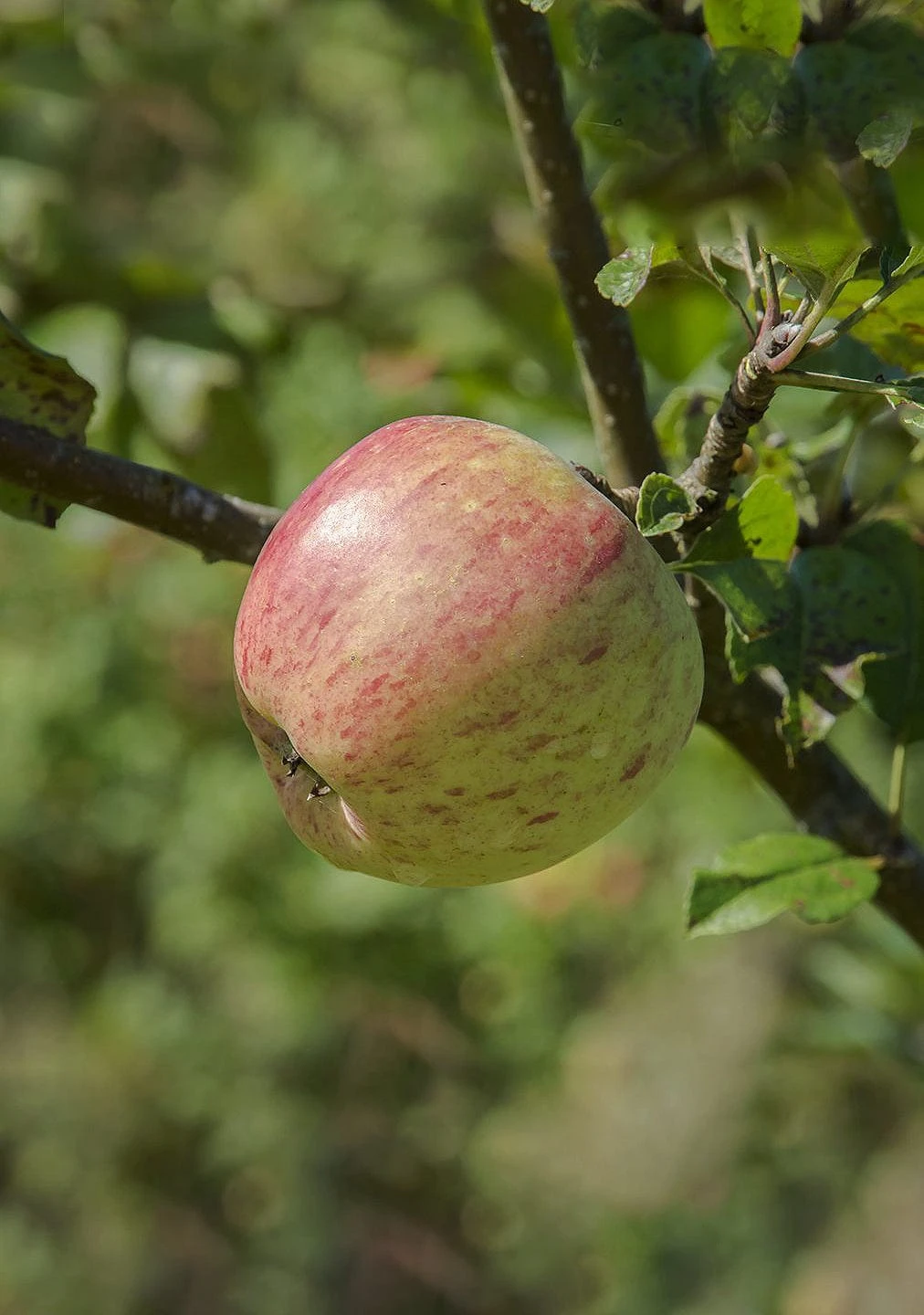 Bardsey Apple 3 Bardsey Apple