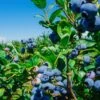Big Blueberry Bundle No.1 -Raintree Nursery bbbs3