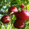 Beauty Asian Plum -Raintree Nursery beauty plum 1 1 1 1