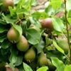 Beurre Super Fin European Pear -Raintree Nursery beurrepear 1 1