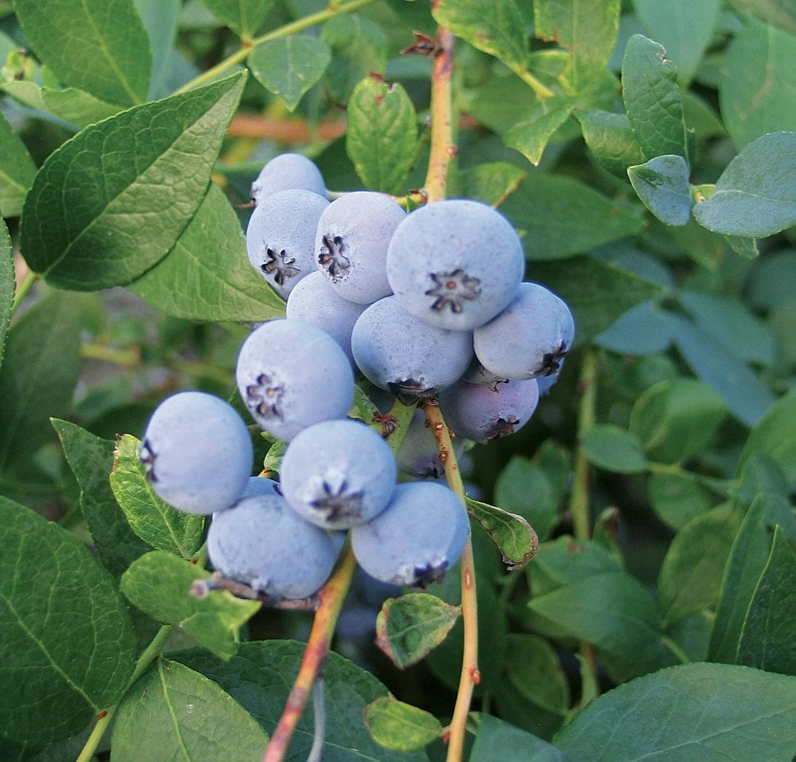 Biloxi Blueberry 3 Biloxi Blueberry