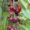 Bing Cherry -Raintree Nursery bing cherry 1 1