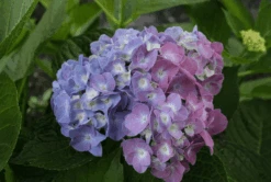 Featured Products -Raintree Nursery bjangle3