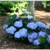 Let's Dance® Blue Jangles® Reblooming Hydrangea 1 Let's Dance® Blue Jangles® Reblooming Hydrangea -Raintree Nursery bjangle4