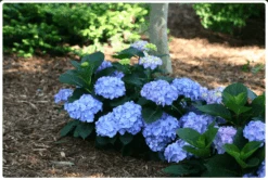 Featured Products 5 Let's Dance® Blue Jangles® Reblooming Hydrangea