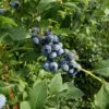 Bluejay Blueberry -Raintree Nursery bjay