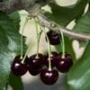 Black Tartarian Cherry 2 Black Tartarian Cherry -Raintree Nursery black tartarian 600x635 2