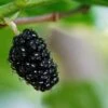 Oscar Mulberry -Raintree Nursery black mulberry